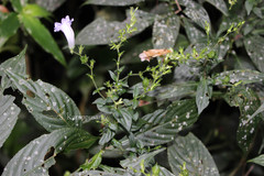 Strobilanthes gracilis